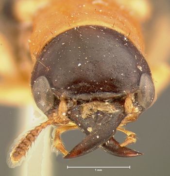 Media type: image;   Entomology 6514 Aspect: head frontal view